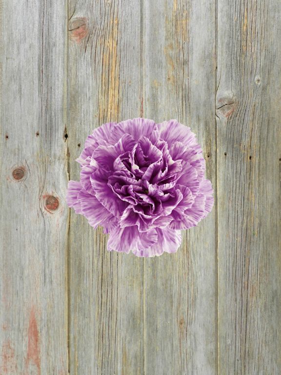 MOONBURST  VARIEGATED LAVENDER CARNATIONS